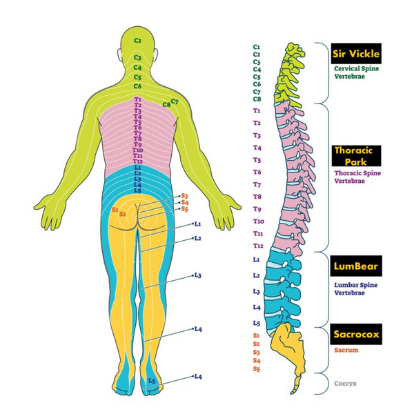 Stem and Leaf - Guide Herb Teas